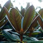 image: Image from the photoset &lsquo;flower (vii)&rsquo;.