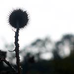 image: Image from the photoset &lsquo;flower (vii)&rsquo;.