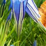 image: Image from the photoset &lsquo;flower (vii)&rsquo;.