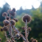 image: Image from the photoset &lsquo;flower (vii)&rsquo;.