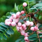 image: Image from the photoset &lsquo;flower (vii)&rsquo;.