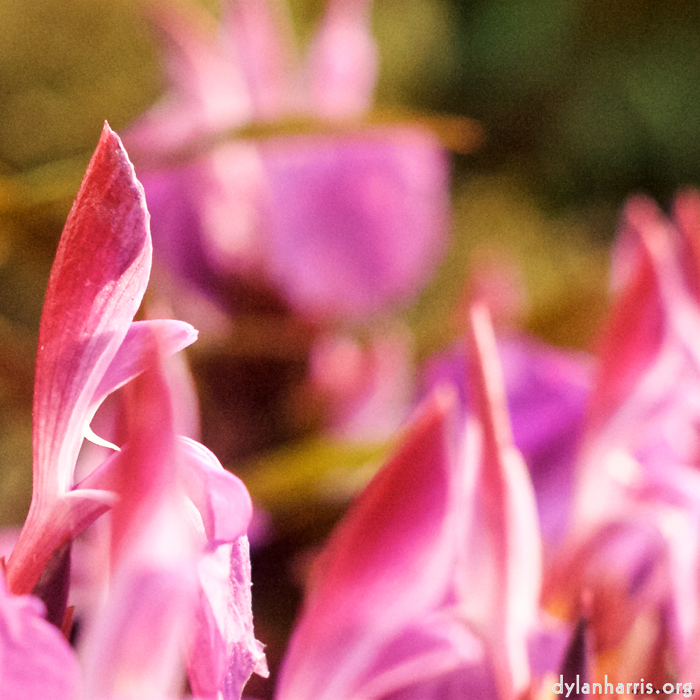 image: This is &lsquo;flower (viii) 1&rsquo;.