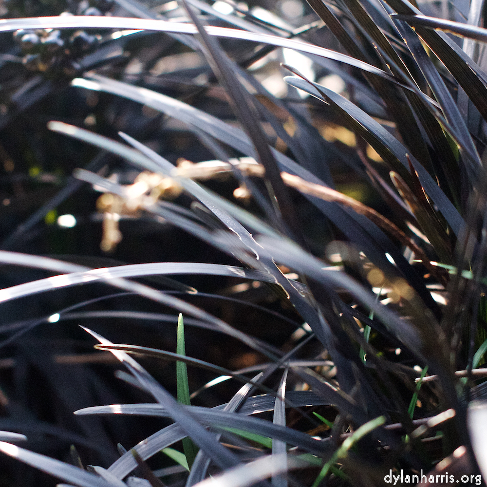 image: This is &lsquo;flower (viii) 2&rsquo;.