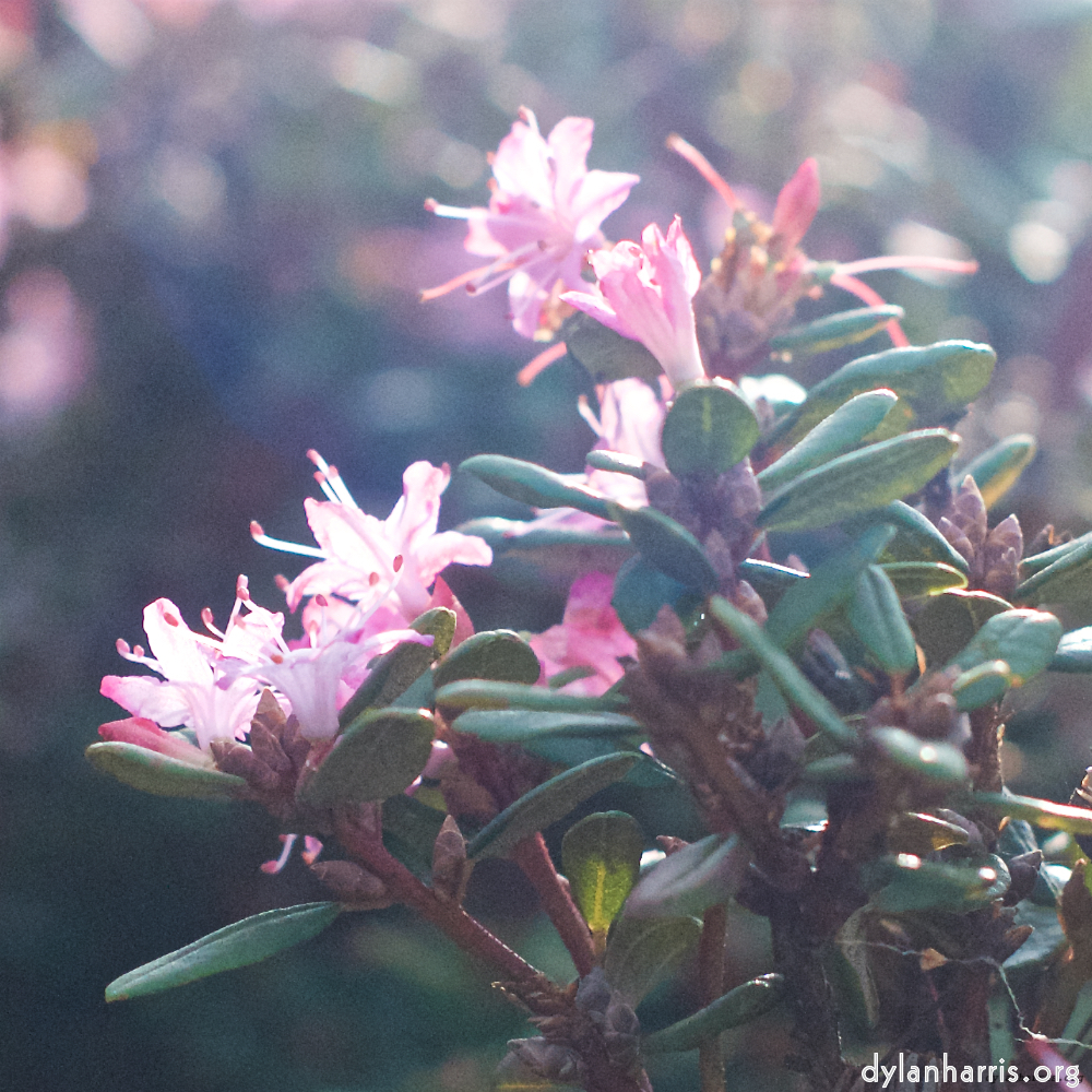 image: This is &lsquo;flower (viii) 3&rsquo;.