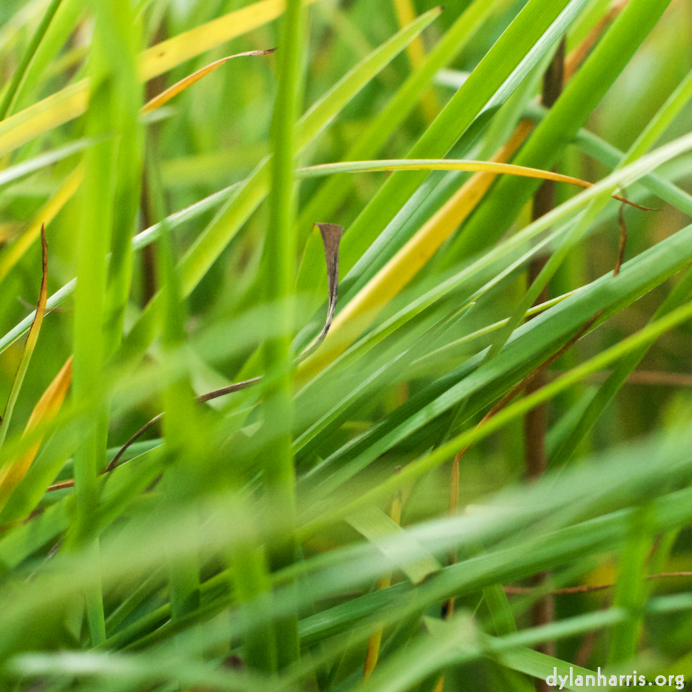 image: This is &lsquo;flower (viii) 4&rsquo;.