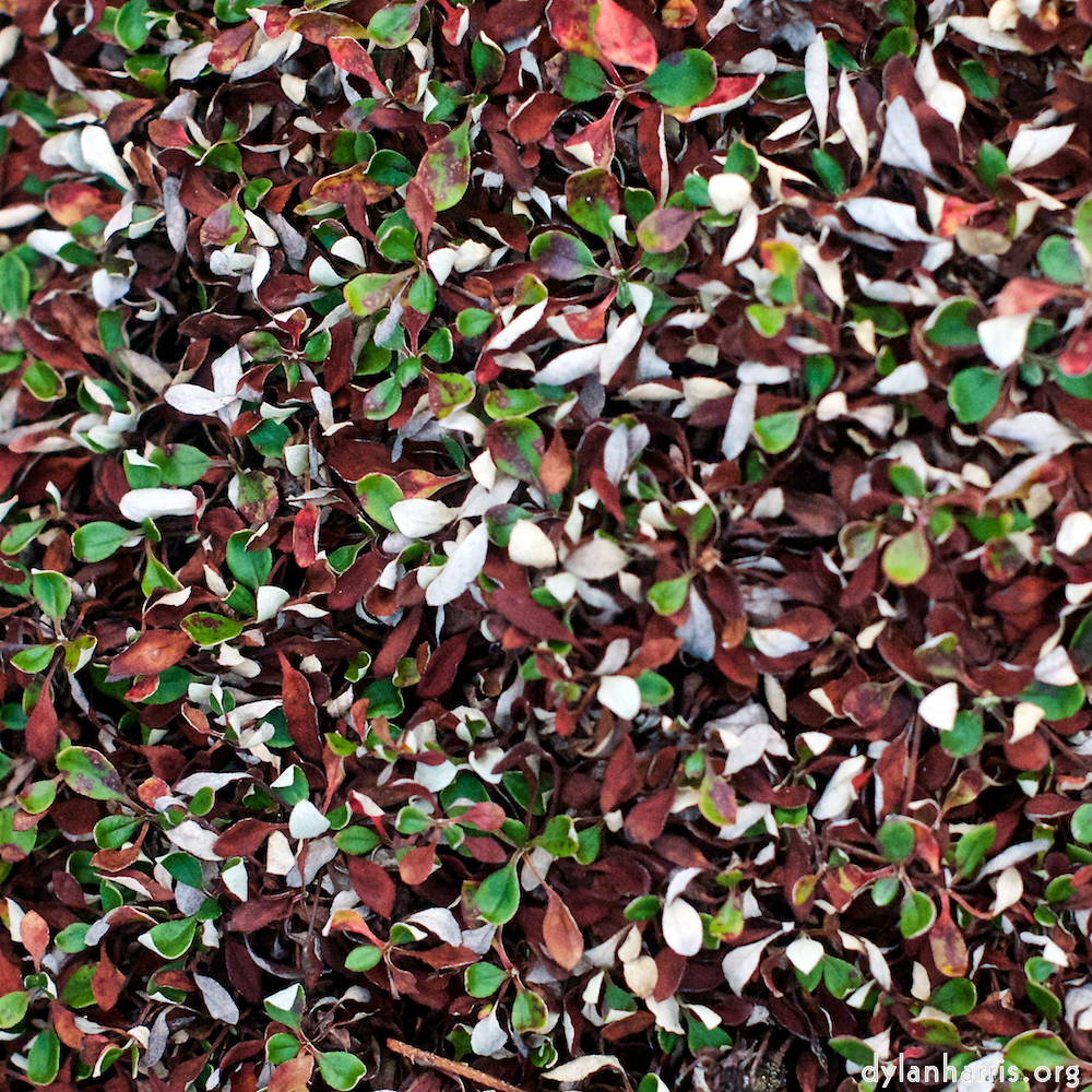 Image: Image 'flower (viii) 5'.