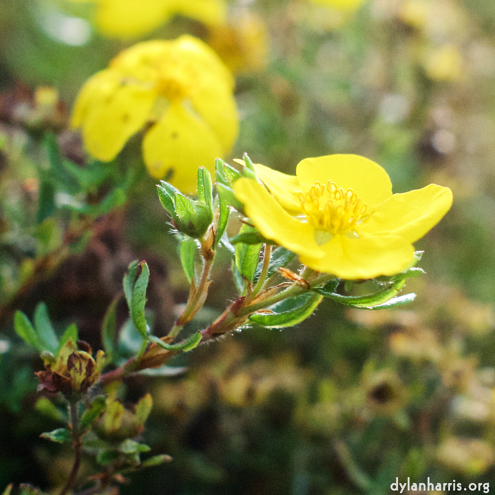 image: This is &lsquo;flower (viii) 7&rsquo;.