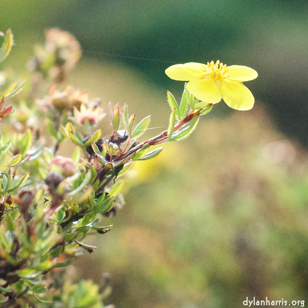 image: This is &lsquo;flower (viii) 9&rsquo;.