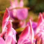 image: Image from the photoset &lsquo;flower (viii)&rsquo;.