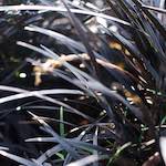 image: Image from the photoset &lsquo;flower (viii)&rsquo;.