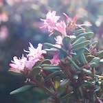 image: Image from the photoset &lsquo;flower (viii)&rsquo;.