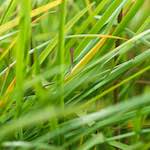 image: Image from the photoset &lsquo;flower (viii)&rsquo;.