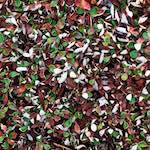 image: Image from the photoset &lsquo;flower (viii)&rsquo;.