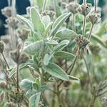 image: Image from the photoset &lsquo;flower (viii)&rsquo;.