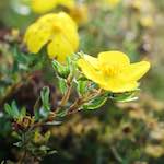 image: Image from the photoset &lsquo;flower (viii)&rsquo;.