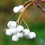 image: Image from the photoset &lsquo;flower (viii)&rsquo;.