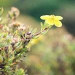 image: Image from the photoset &lsquo;flower (viii)&rsquo;.