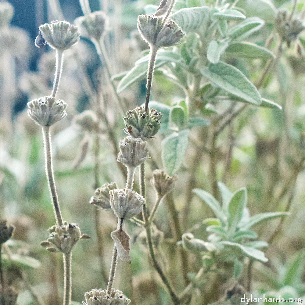 image: This is &lsquo;flower (ix) 2&rsquo;.