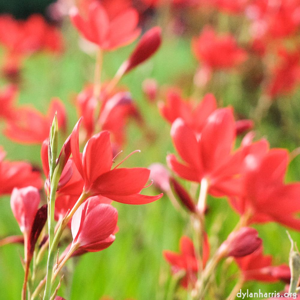 image: This is &lsquo;flower (ix) 4&rsquo;.