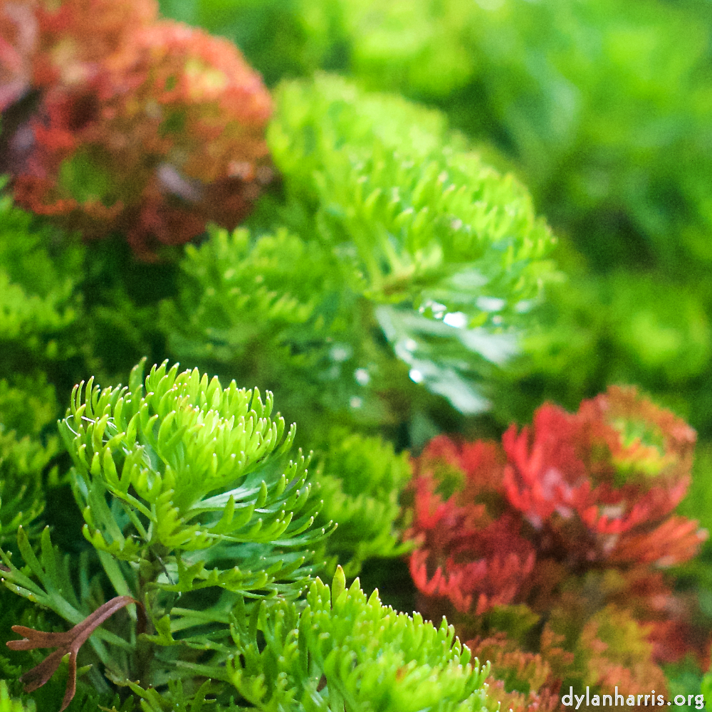 image: This is &lsquo;flower (ix) 5&rsquo;.