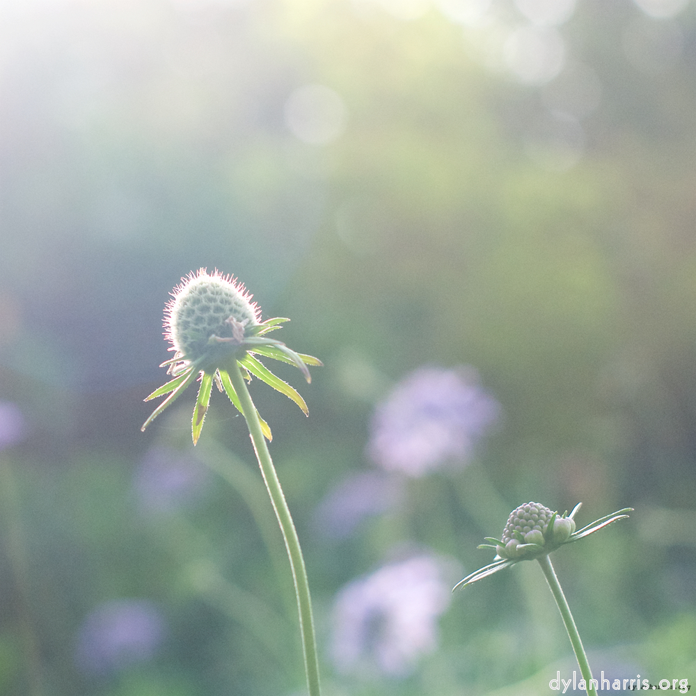 image: This is &lsquo;flower (ix) 7&rsquo;.