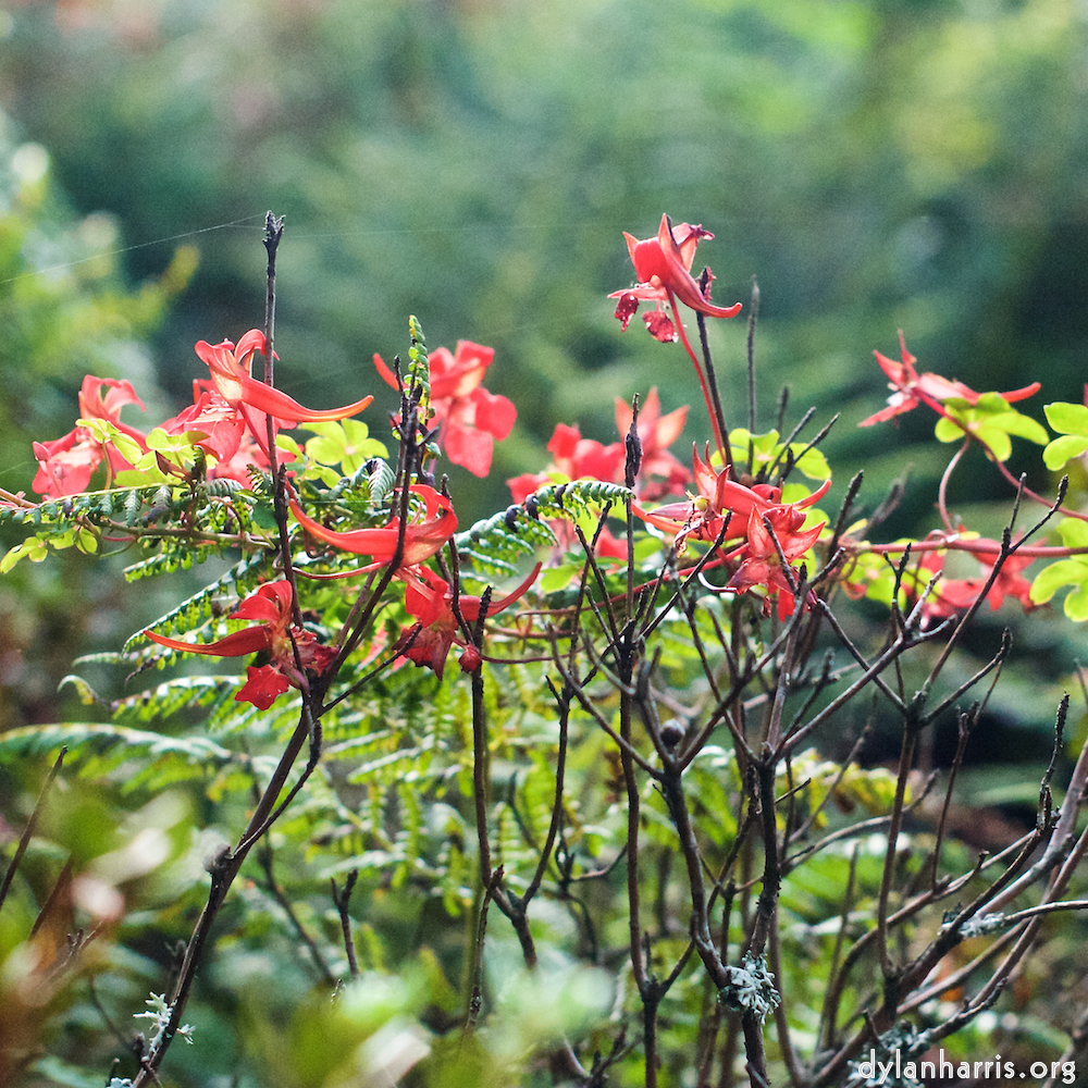 image: This is &lsquo;flower (ix) 8&rsquo;.