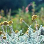 image: Image from the photoset &lsquo;flower (ix)&rsquo;.