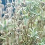 image: Image from the photoset &lsquo;flower (ix)&rsquo;.