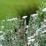 image: Image from the photoset &lsquo;flower (ix)&rsquo;.