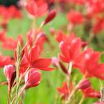 image: Image from the photoset &lsquo;flower (ix)&rsquo;.