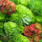 image: Image from the photoset &lsquo;flower (ix)&rsquo;.