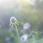 image: Image from the photoset &lsquo;flower (ix)&rsquo;.