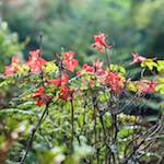 image: Image from the photoset &lsquo;flower (ix)&rsquo;.