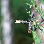 image: Image from the photoset &lsquo;flower (ix)&rsquo;.