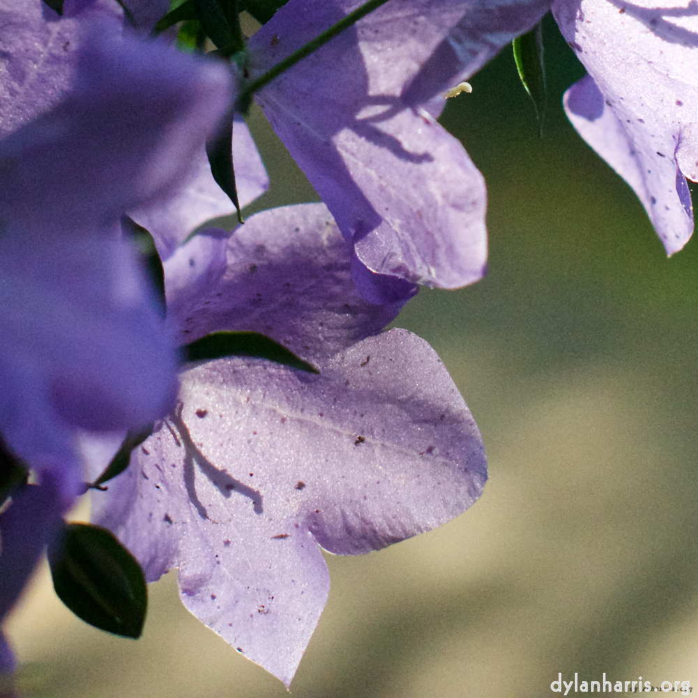 Image: Image 'flower (x) 1'.