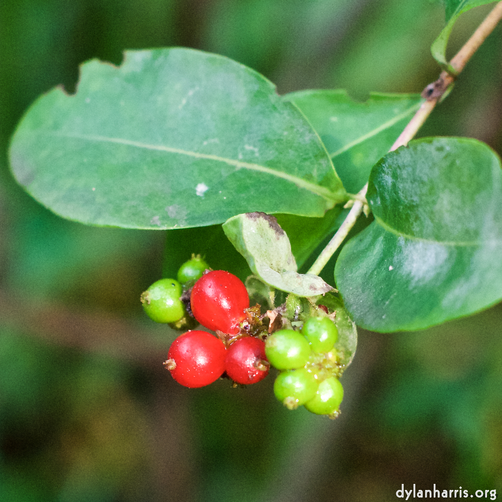 image: This is &lsquo;flower (x) 3&rsquo;.