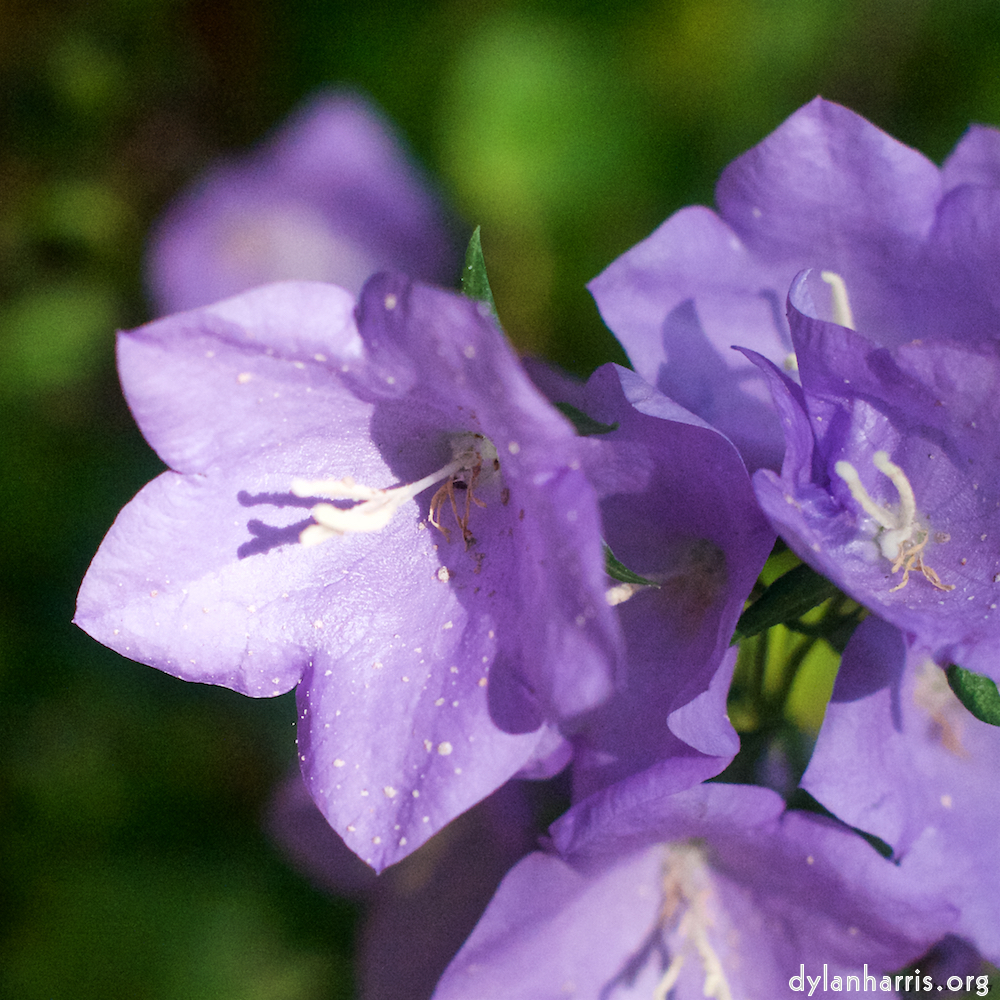 image: This is &lsquo;flower (x) 4&rsquo;.