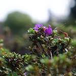 Image: Second image from the photoset 'flower (x)'.