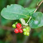 Image: Third image from the photoset 'flower (x)'.