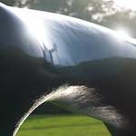 Image: Ninth image from the photoset 'yorkshire (xiv)'.