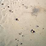 image: Image from the photoset &lsquo;alnmouth (iii)&rsquo;.