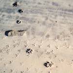 image: Image from the photoset &lsquo;alnmouth (iii)&rsquo;.