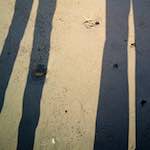 image: Image from the photoset &lsquo;alnmouth (iii)&rsquo;.