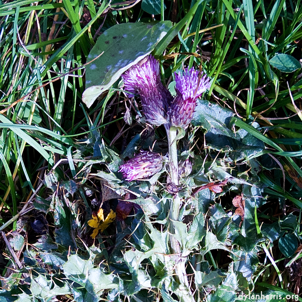 Image: Image 'north (iv) 3'.