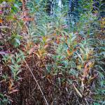 Image: Second image from the photoset 'north (iv)'.