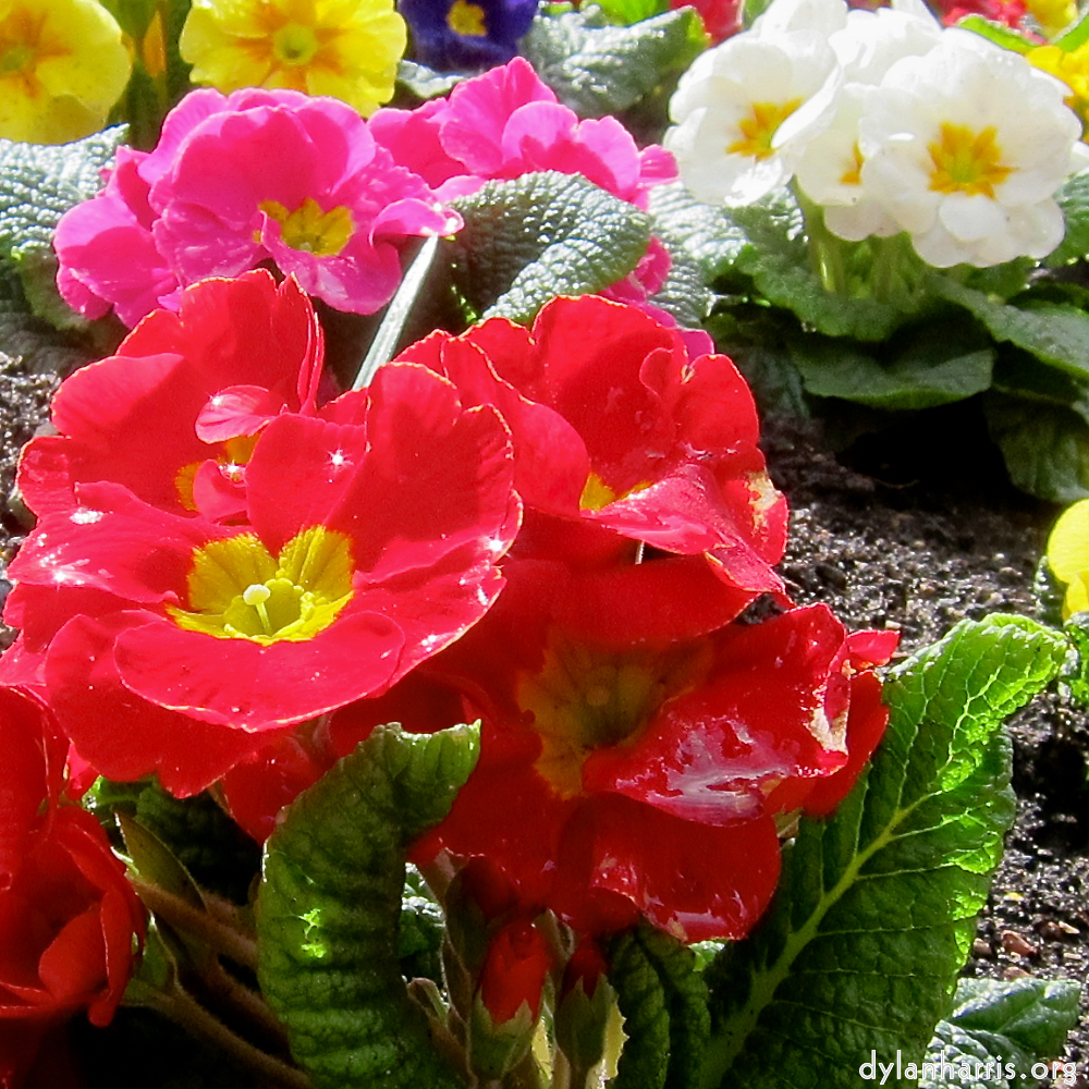 image: This is &lsquo;escher blummen (lxxviii) 1&rsquo;.