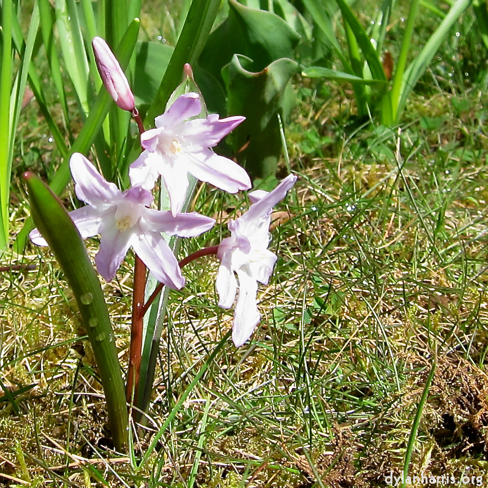 Image: Image 'escher blummen (lxxviii) 2'.