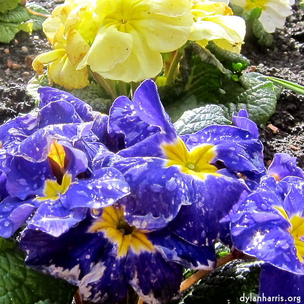 Image: Image 'escher blummen (lxxviii) 3'.