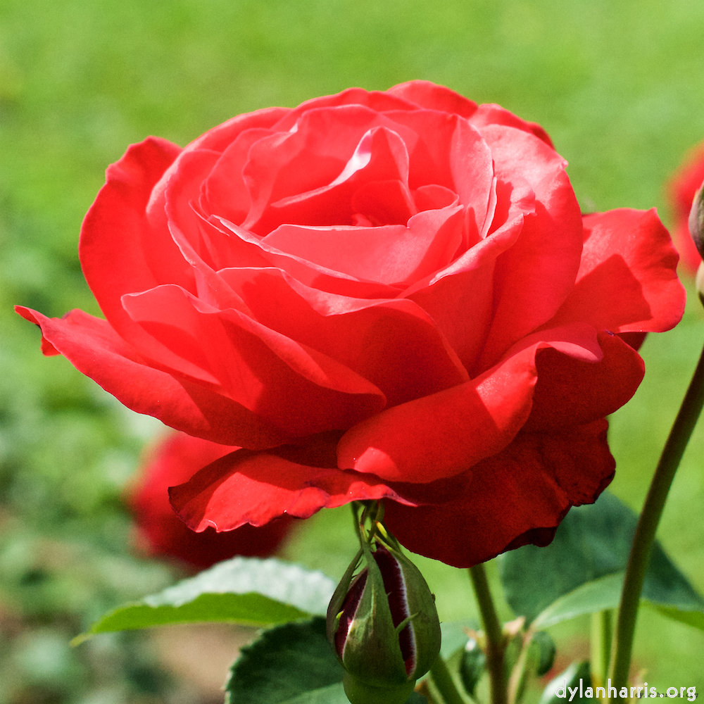 Image 'flower (xx) 1'.