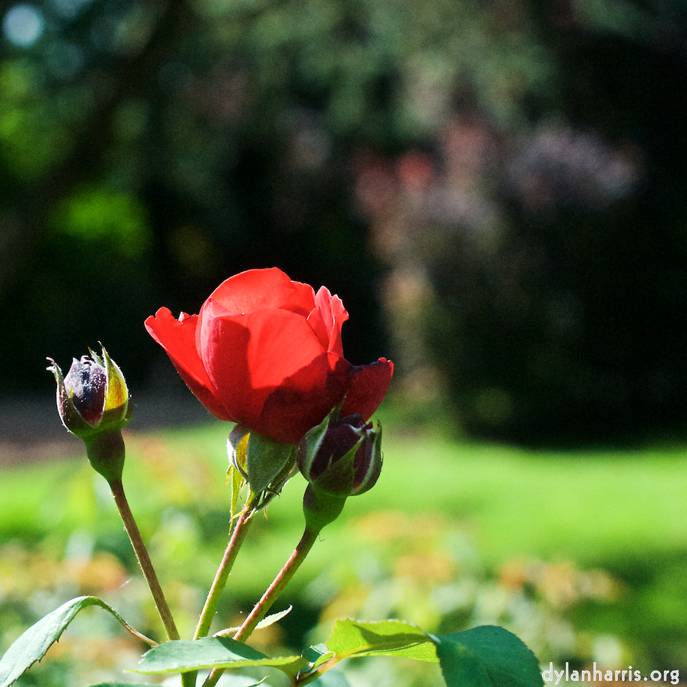 Image 'flower (xx) 5'.